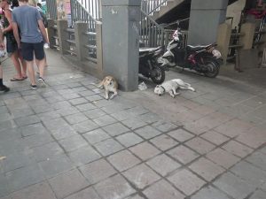 タイ狂犬病
