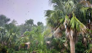 ラオスの雨季